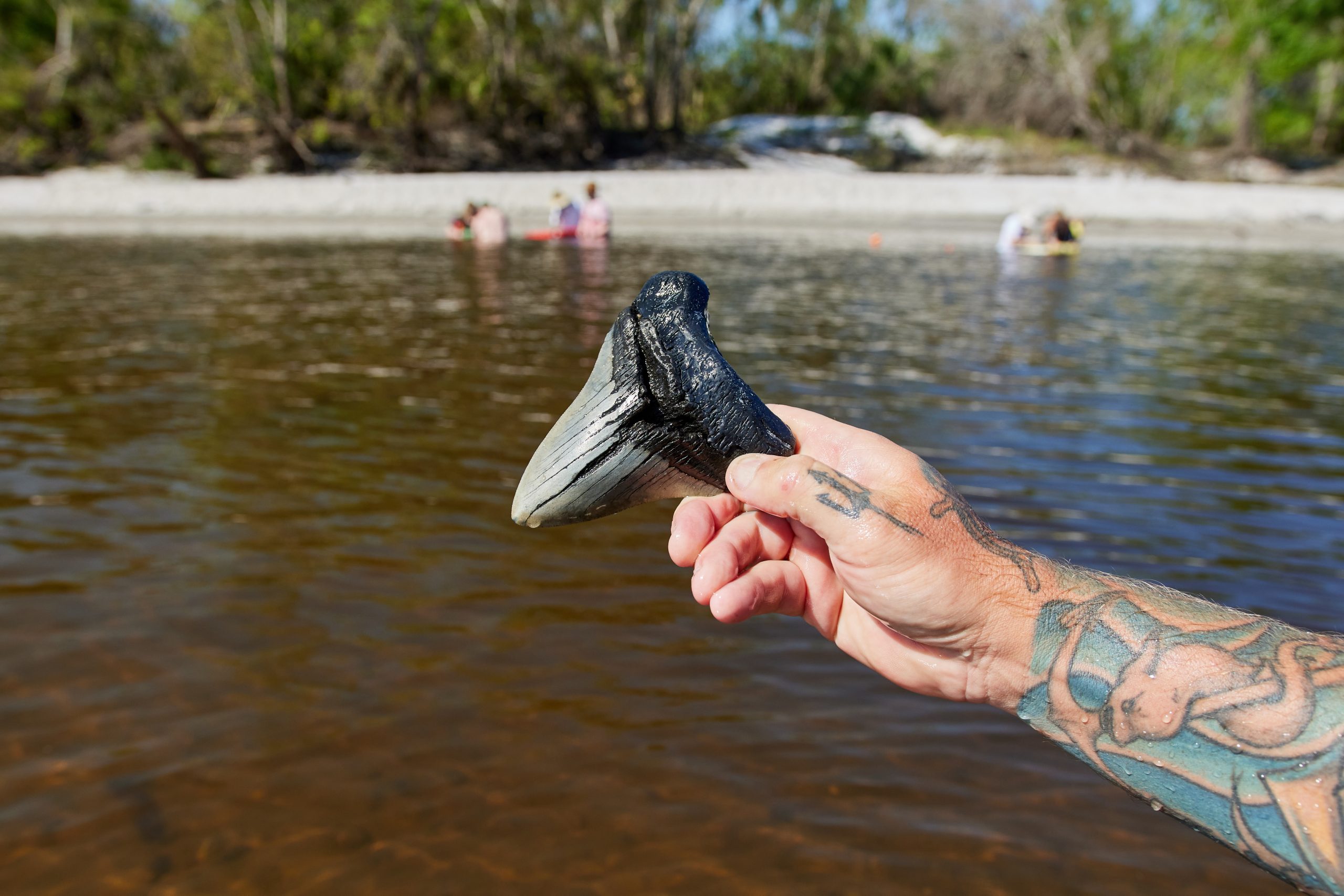 Florida Fossil Hunting Etiquette: Searching Responsibly